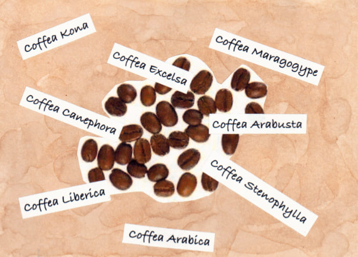 Postkarte Fidels Daoghter